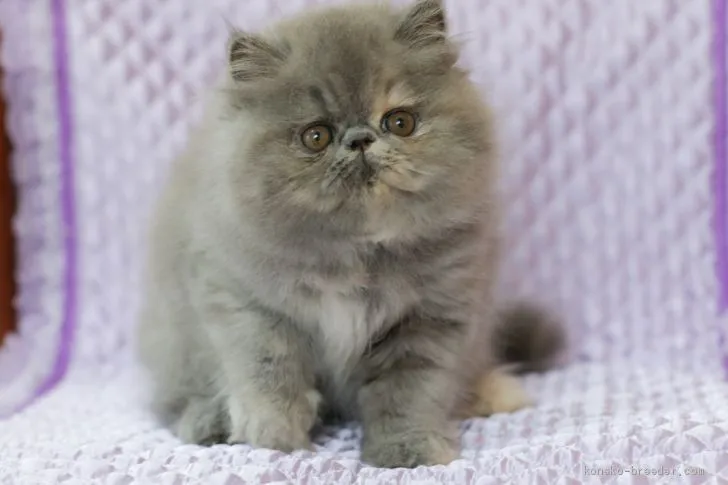 ID：1906-00660の子猫