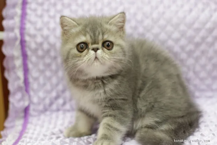 ID:1908-00997の子猫