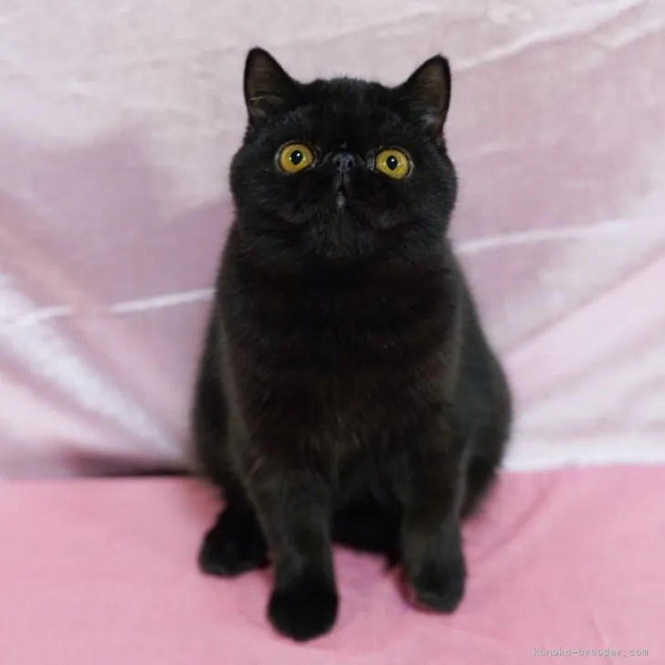 ID:2306-03536の子猫