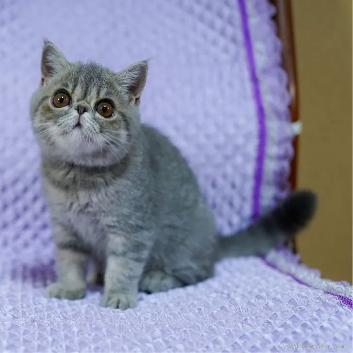 ID：2307-02404の子猫
