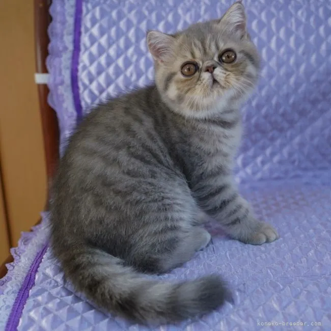 ID:2111-00719の子猫