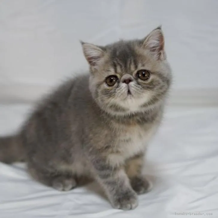 ID：2207-03098の子猫