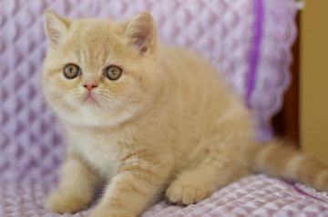 エキゾチックショートヘア【兵庫県・男の子・2019年5月20日・クリームタビ―】の写真「コロコロ　ボティの元気な子」