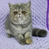 エキゾチックショートヘア【兵庫県・女の子・2023年6月8日・ブルーパッチドクラシックタビー】の写真1