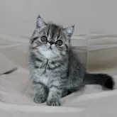 エキゾチックショートヘア