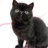 エキゾチックショートヘア