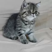 エキゾチックショートヘア【兵庫県・男の子・2025年7月15日・ブラウンマッカレルタビー】の写真4