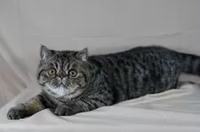 エキゾチックショートヘア【兵庫県・男の子・2025年3月27日・ブラウンマッカレルタビー】の写真3