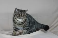 エキゾチックショートヘア【兵庫県・男の子・2025年3月27日・ブラウンマッカレルタビー】の写真4