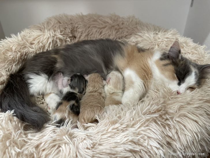 米満　有紀(よねみつ　ゆき)ブリーダー(福岡県・マンチカンなど・ACC登録)の紹介写真2