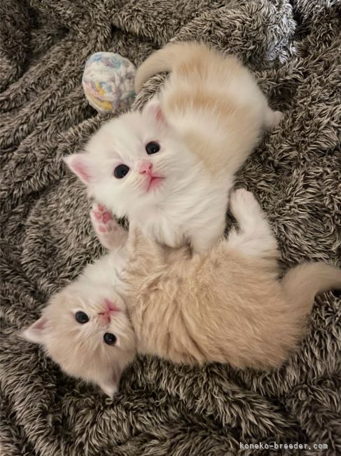 米満　有紀(よねみつ　ゆき)ブリーダー(福岡県・マンチカンなど・ACC登録)の紹介写真3