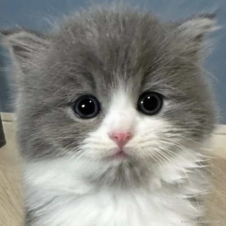 フジモン 様のお迎えした子猫