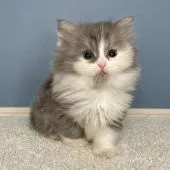 マンチカン(長足)【福岡県・女の子・2022年2月25日・ダイリュートキャリコ】の写真2