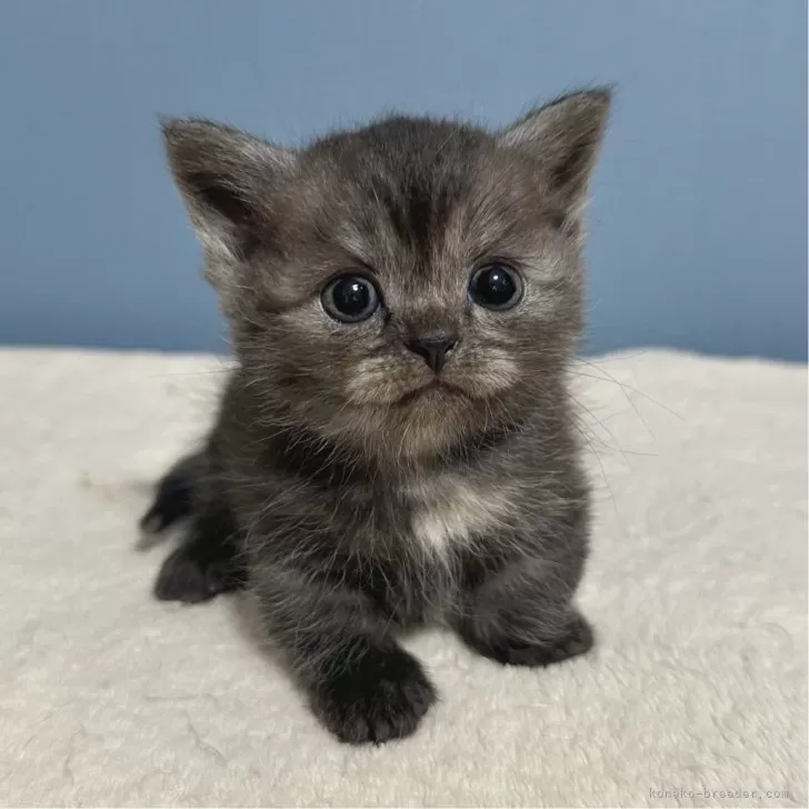 ID：2507-01186の子猫