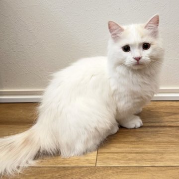 マンチカン(短足)【福岡県・男の子・2024年10月19日・クリーム&ホワイト（セミロング）】の写真「抱っこできて一緒に寝てくれるかなりの甘えん坊🥺」