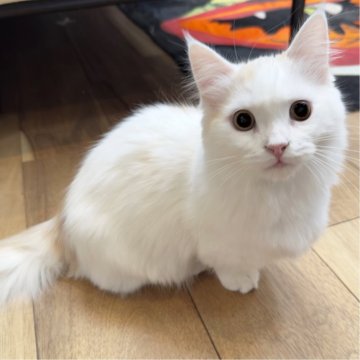 マンチカン(短足)【福岡県・男の子・2024年10月19日・クリーム&ホワイト（セミロング）】の写真「ここまでの甘えん坊ちゃんは初めてです🤍🩷」