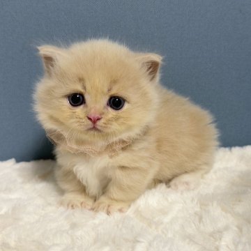 マンチカン(短足)【福岡県・女の子・2025年10月7日・クリーム&ホワイト（長毛）】の写真「大人気のクリームカラーに美形のこねこちゃん🤍✨」