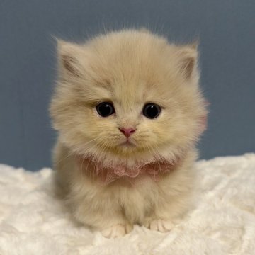 マンチカン(短足)【福岡県・女の子・2025年10月7日・クリーム&ホワイト（長毛）】の写真「大人気のクリームカラーに美形のこねこちゃん🤍✨」