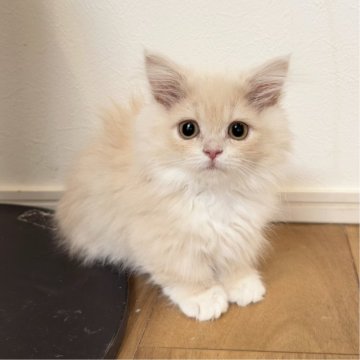 マンチカン(短足)【福岡県・女の子・2024年12月4日・クリームタビー&ホワイト（長毛）】の写真「極小マンチカン！可愛すぎる天使ちゃんです🤍🩷」