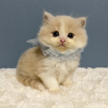 マンチカン(長足)【福岡県・男の子・2025年10月7日・クリーム&ホワイト（長毛）】の写真「大人気のハチワレ、クリームカラーにこの美形🤍✨」