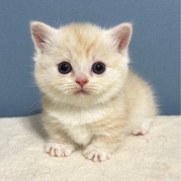 マンチカン(短足)【福岡県・男の子・2025年6月3日・カメオタビー&ホワイト（短毛）】の写真「極短足まん丸お顔にくりっくりなお目め🥹🤍」
