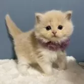 マンチカン(長足)