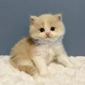 マンチカン(長足)【福岡県・男の子・2025年10月7日・クリーム&ホワイト】の写真2