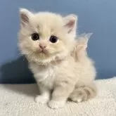 マンチカン(長足)【福岡県・女の子・2025年5月7日・クリームタビー&ホワイト】の写真2