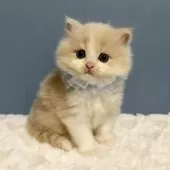 マンチカン(長足)【福岡県・男の子・2025年10月7日・クリーム&ホワイト】の写真4