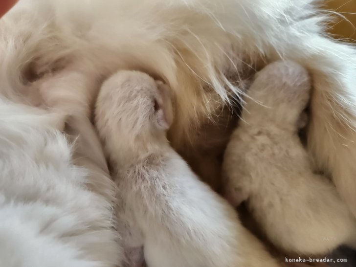 富田千絵ブリーダーのブログ：🐱♡ラグドールの赤ちゃん産まれました♡🐱