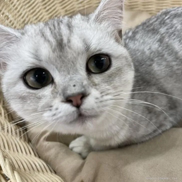 ID：2209-02632の子猫