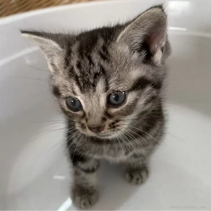 ID:2410-01893の子猫