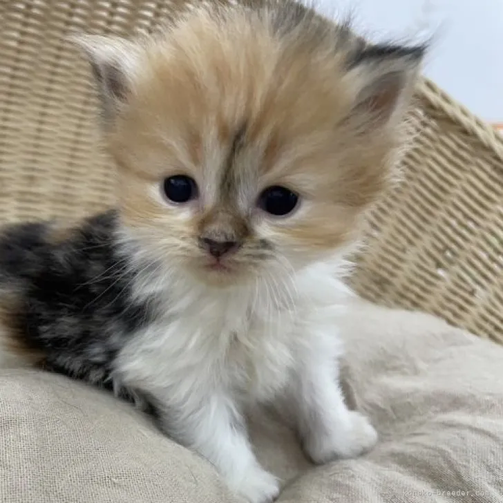 ID:2307-01154の子猫