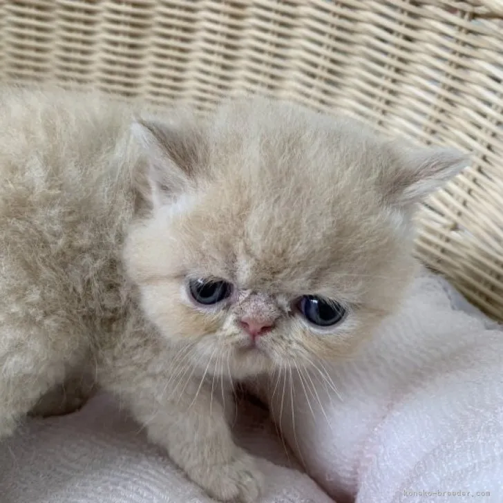 ID:2308-00924の子猫
