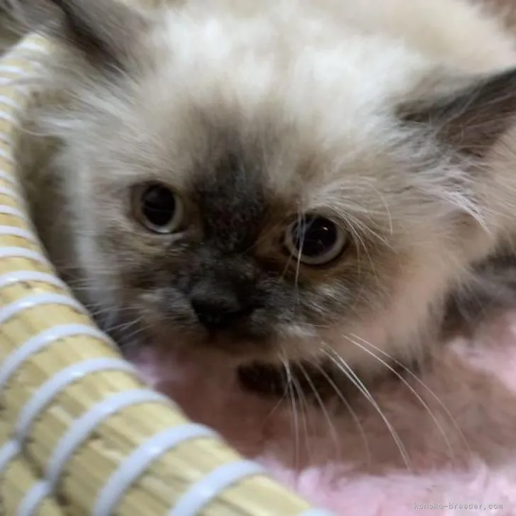 ID：2301-01235の子猫