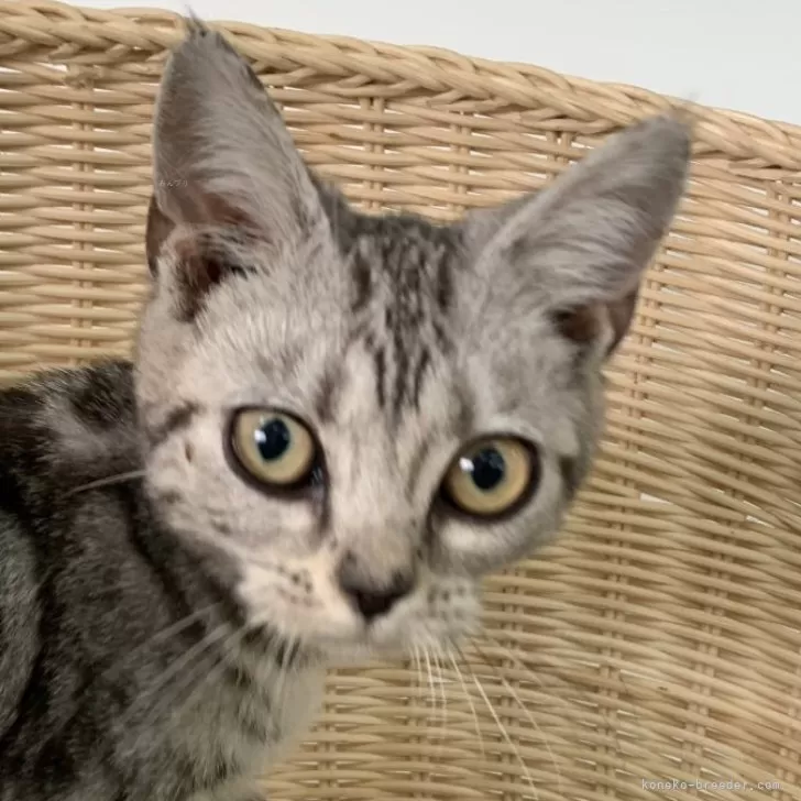ID:2401-02264の子猫