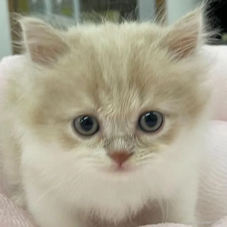 ID：2208-00161の子猫