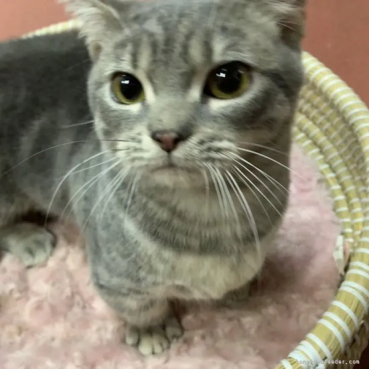 ID：2304-02291の子猫