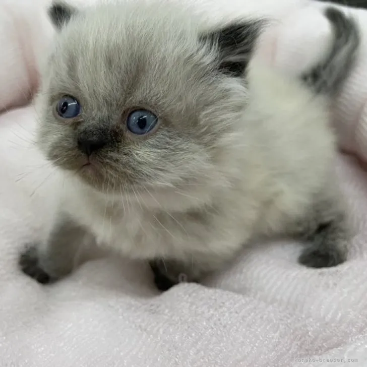 ID：2304-02282の子猫