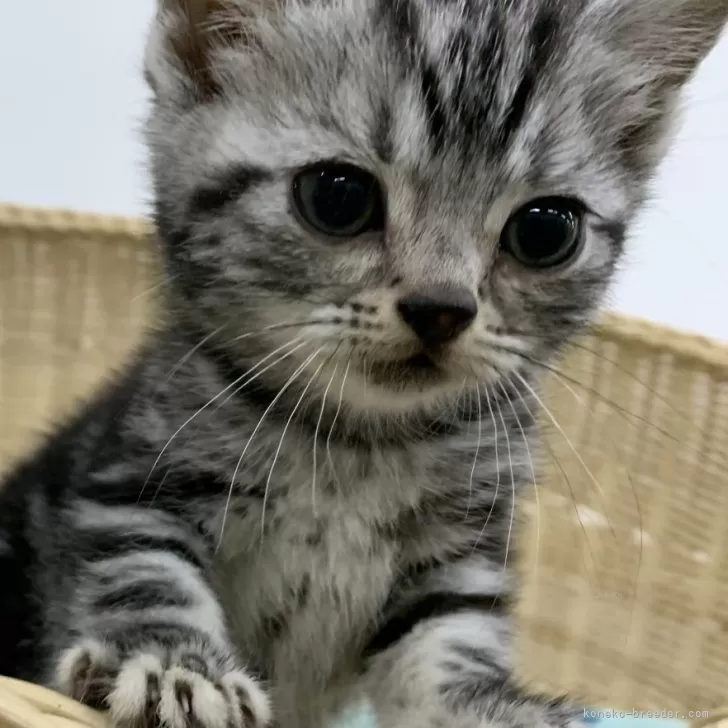 ID:2402-02351の子猫