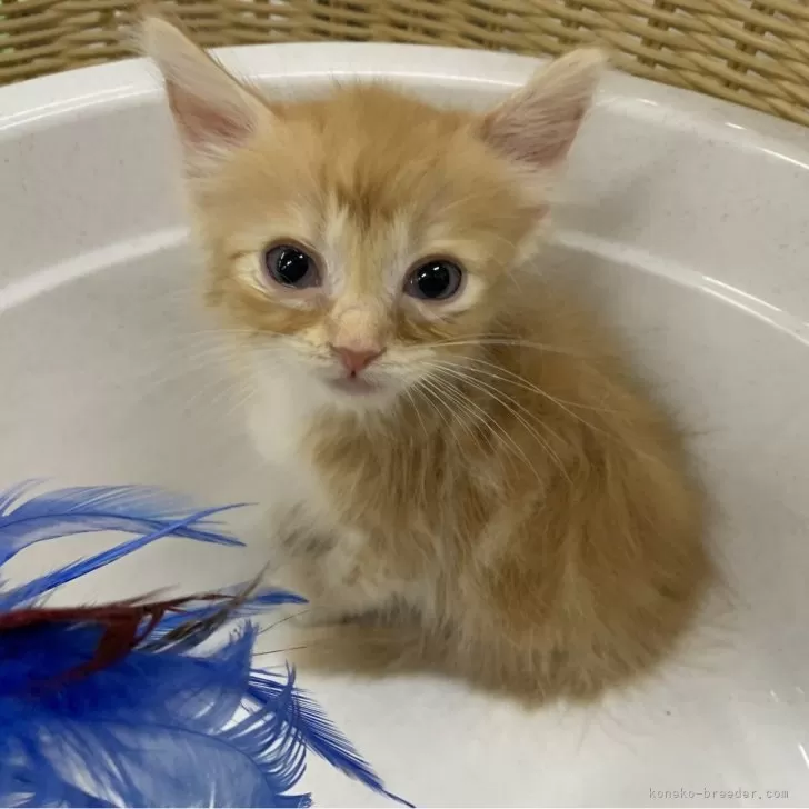 ID:2409-01823の子猫