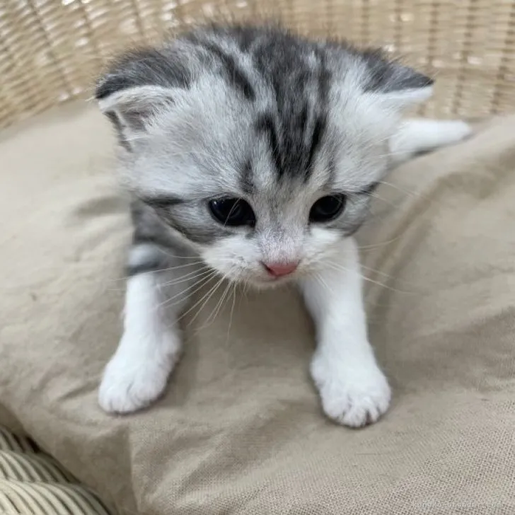 ID:2304-00255の子猫