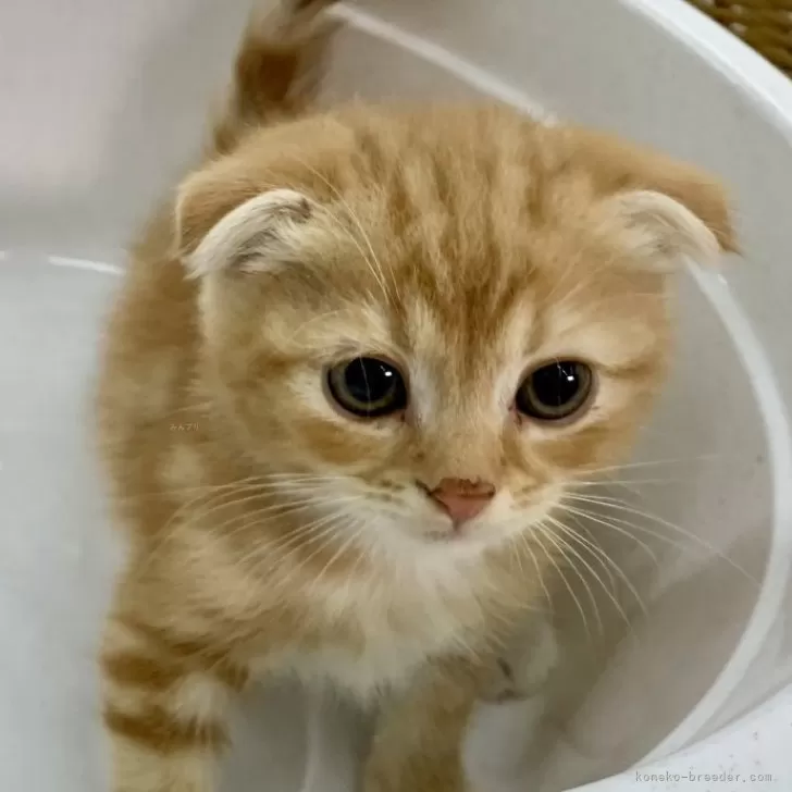 ID:2410-01906の子猫