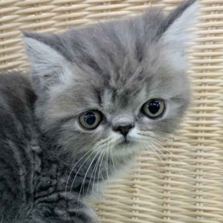 ID:2309-01228の子猫