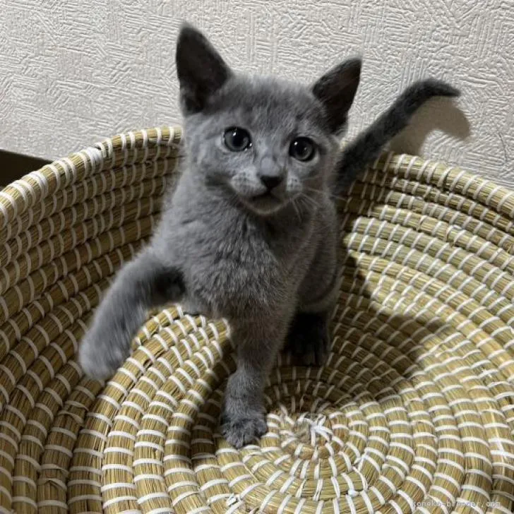ID：2301-01225の子猫