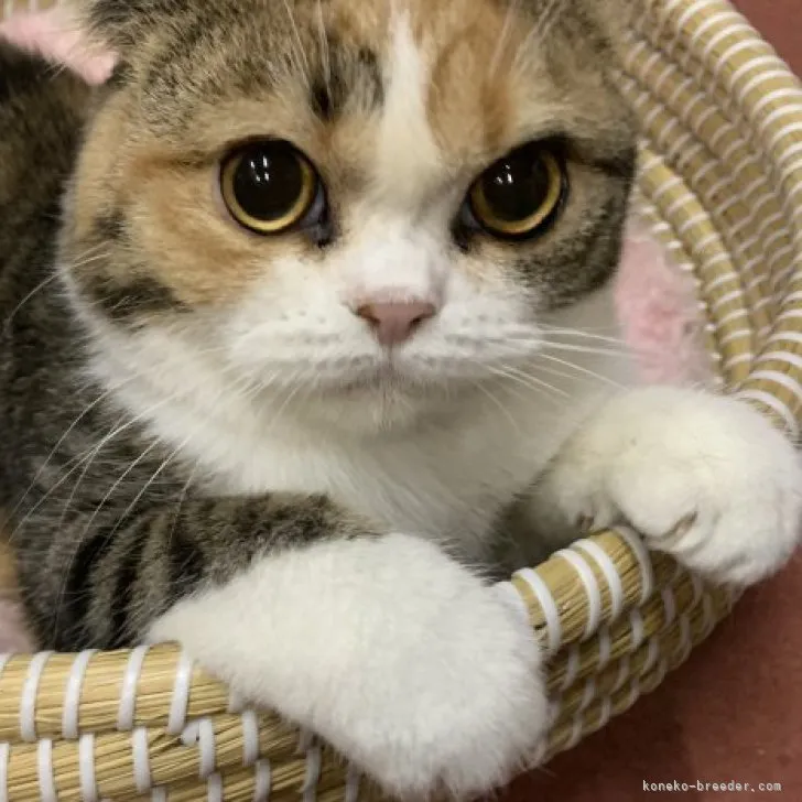 ID：2304-02296の子猫
