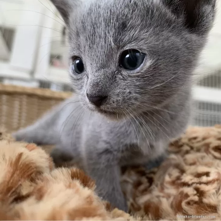 ID：2409-01633の子猫