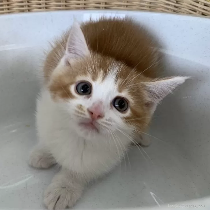 ID:2406-03318の子猫