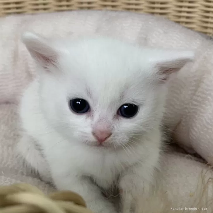 ID:2406-01573の子猫