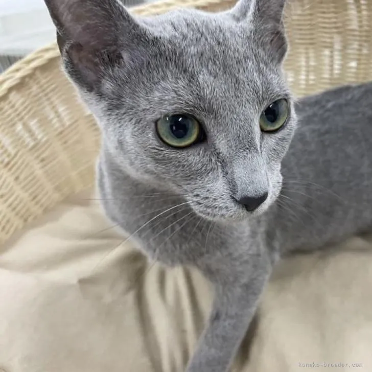 ID:2210-02339の子猫